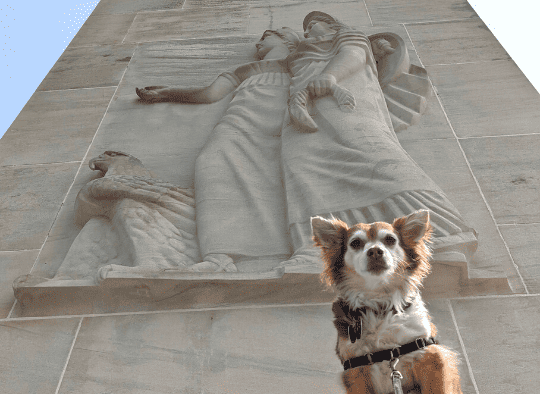 Dog looking down into camera at Pennsylvania memorial at Gettysburg