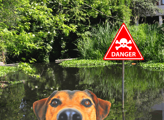 dog in front of danger sign in a body of water