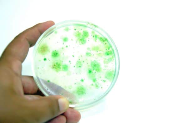 petri dish with cyanobacteria