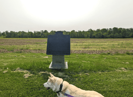 white dog looking of in the distance near a memorial marker in Gettysburg