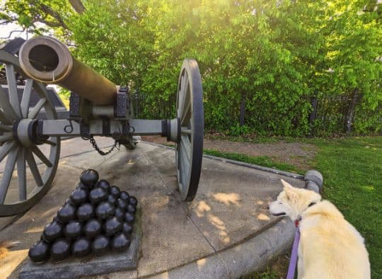 Husky looking at cannon in Gettysburg NP