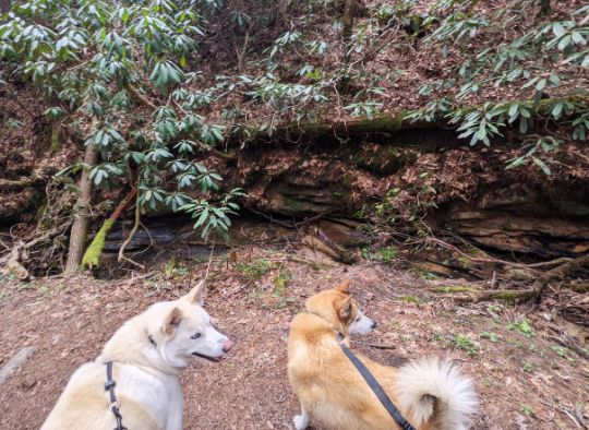2 dogs on a trail in red river gorge