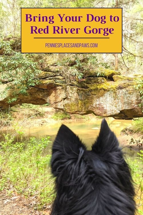 Bring Your Dog to Red River Gorge in Kentucky pin