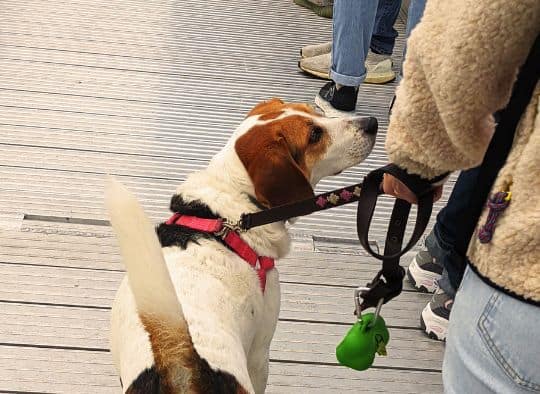 Dog waiting in line to board Sunset Nature Cruise