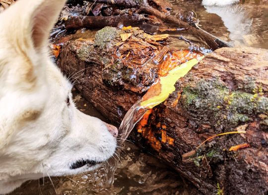 Husky looking at water going over downed log in Red River Gorge