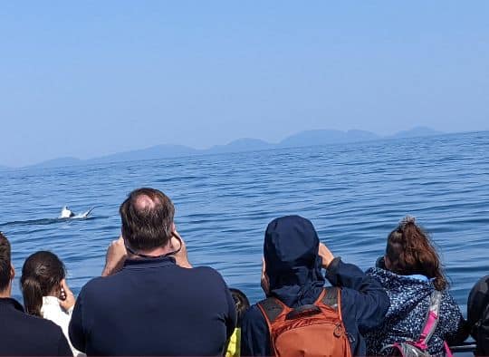 Passengers taking photos of whale  on Whale Watch Tour