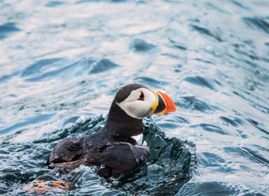 Puffin swimming in water