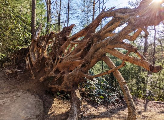 Root system of a fallen tree in Red River Gorge
