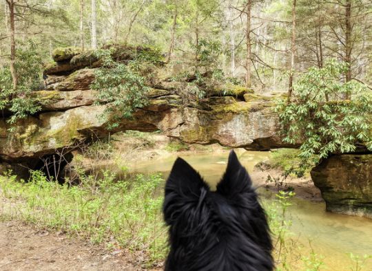 dog looking at one of the arches in Red River Gorge