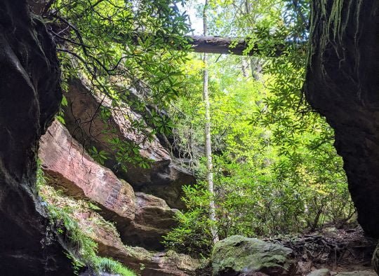 forest view between an opening in a sandstone arch from below