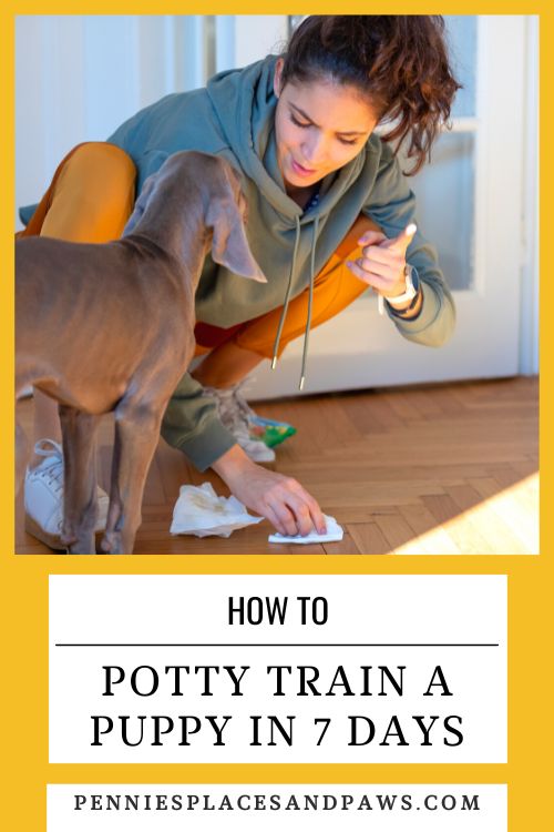 How to Potty Train a Puppy in 7 Days pin