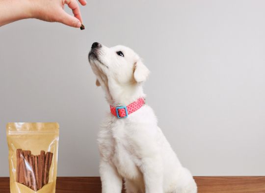 puppy getting a treat