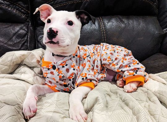 puppy in pajamas