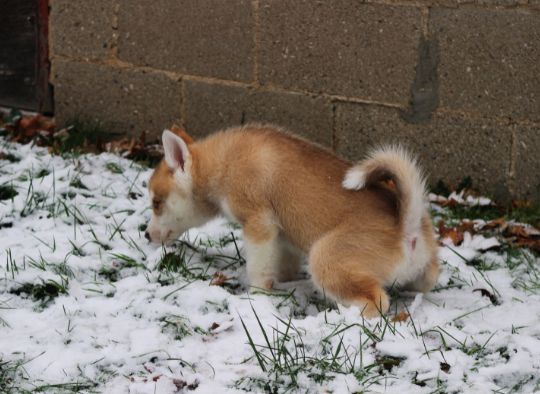 puppy going to the bathroom in the snow
