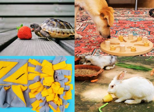 Easy and Fun Feeding Enrichment Ideas for Your Pet