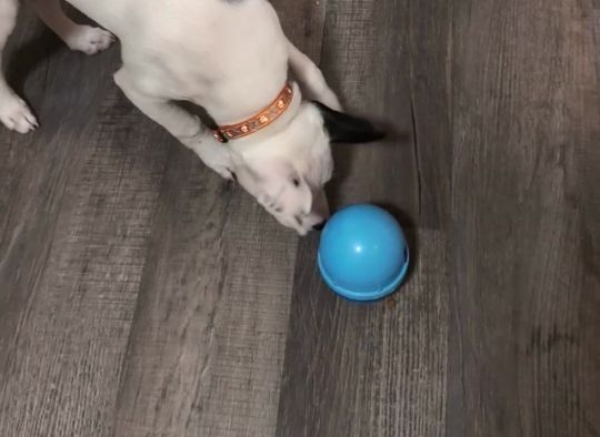 Food enrichment for dogs: a dog nosing a feeder ball toy