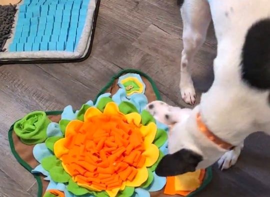 Dog using a multi colored snuffle mat on a grey floor