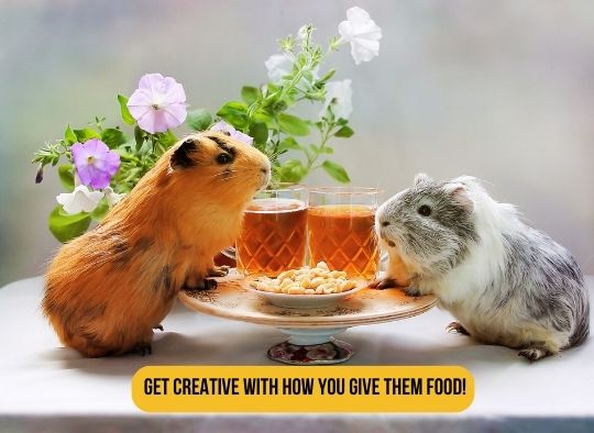 Get creative with how you give them food (guinea pigs eating at a fancy table setting)