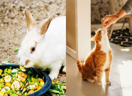 Rabbit and cat both getting food enrichment