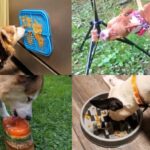 Dog food enrichment ideas (lick mat, hanging treat, dog popsicle, and slow feeder bowls)