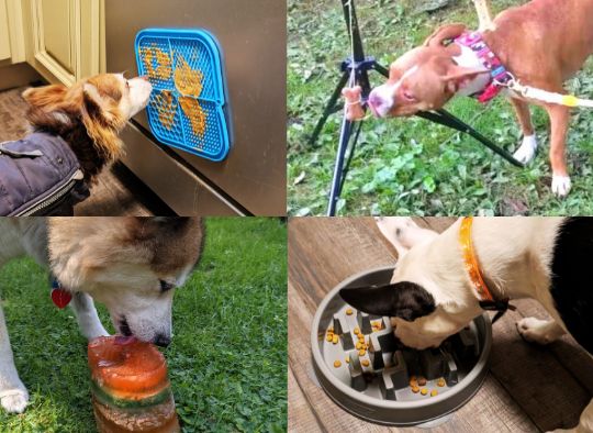 Dog food enrichment ideas (lick mat, hanging treat, dog popsicle, and slow feeder bowls)