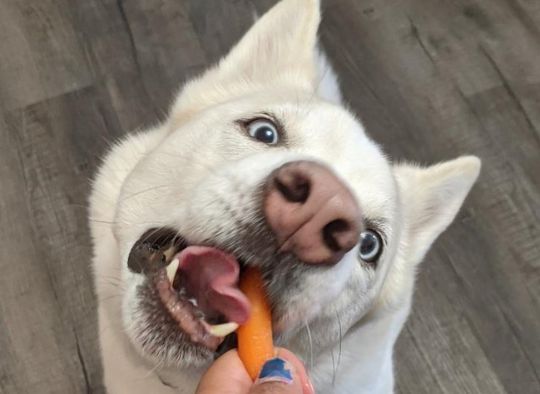 Husky eating a baby carrot