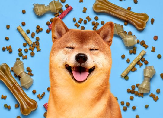 Shiba Inu surrounded by dog treats