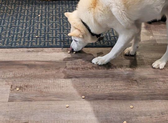 cheerios scatterd on floor with husky eating them for food enrichment