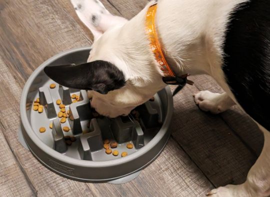 puppy eating out of a slow feeder bowl