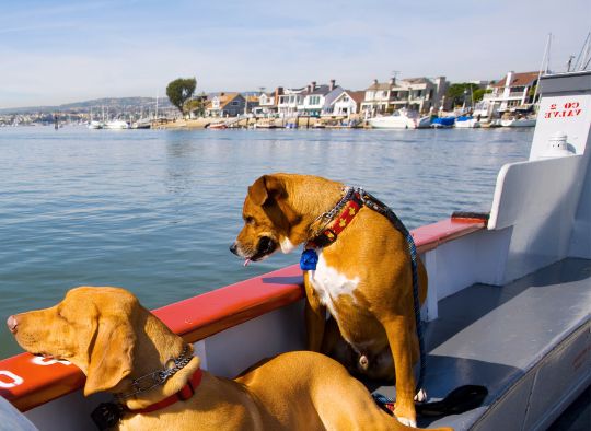 2 dogs on a ferry boat