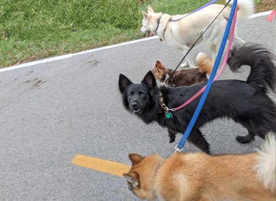 4 dogs walking under control on leash