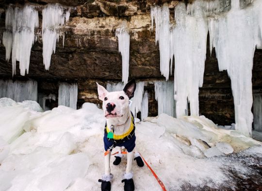 Dog by large frozen icicles wearing a sweater and boots