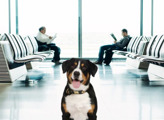 Dog in an aiport