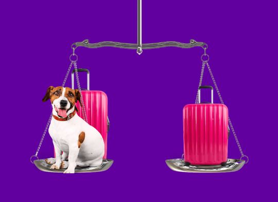 Scale with dog and suitcase on one side and just a suitcase on the other