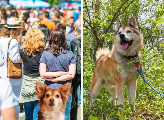 dog in a crowd of people on the left and dog in nature on the right