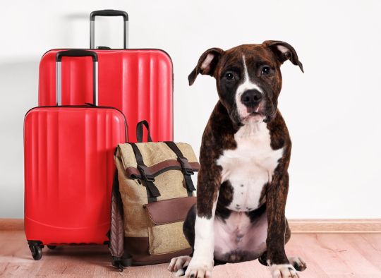 dog in front of suitcases