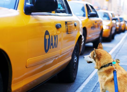 dog next to a taxi