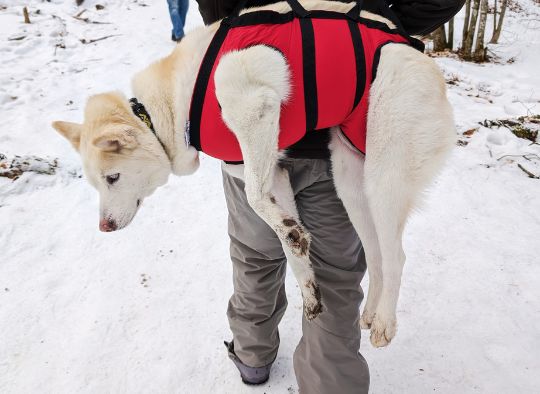husky carried in an emergency harness
