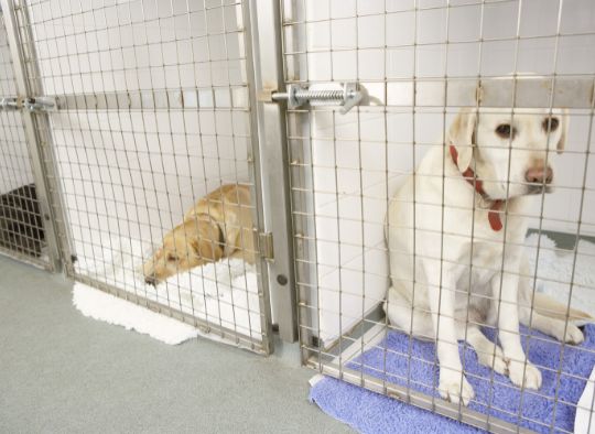 Dogs at a kennel