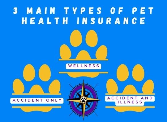 3 types of pet insurance: wellness, accident only, and accident and illness