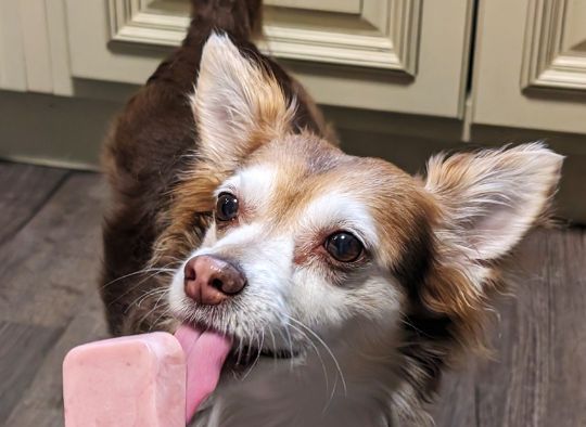 Small dog licking an ice cream