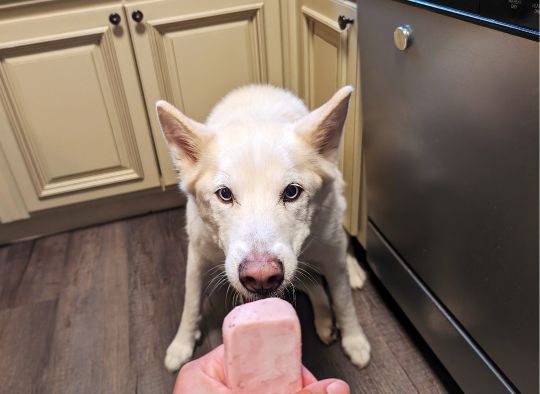 Dog looking at a hand holding an ice cream