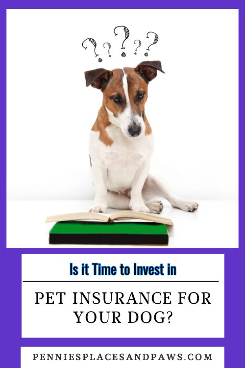 Is it time to invest in dog insurance? pin