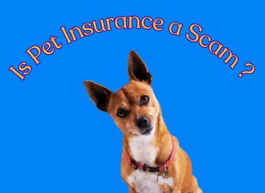 Is pet insurance a scam?