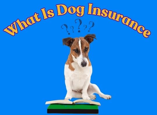 What is Dog Insurance?