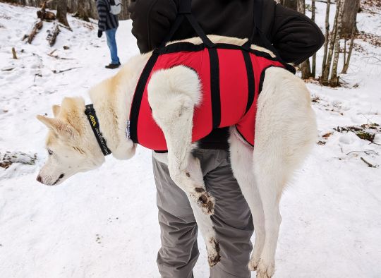 Husky in a Fido Emergency Harness