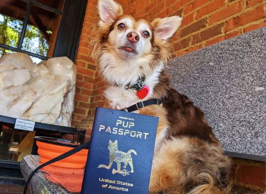 Small dog on bench with Remington's Pup Memory Passport: A Travel Scrapbook for Dogs