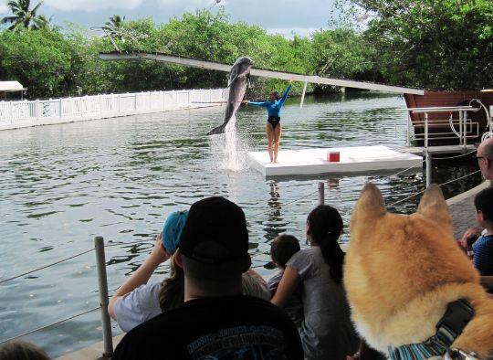 Dog watching dolphin jump at Dolphin Show