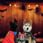 3 dogs in costume in front of a spooly background