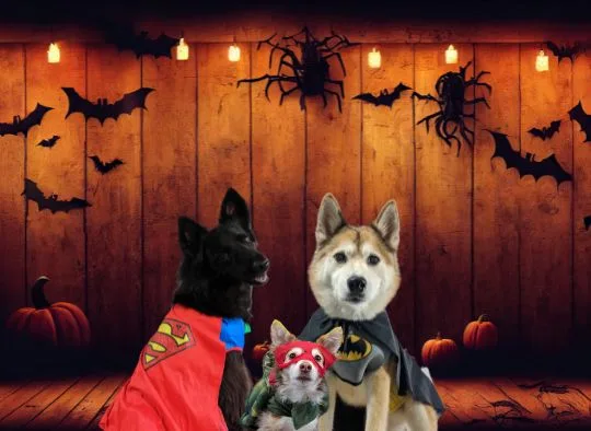 3 dogs in costume in front of a spooly background